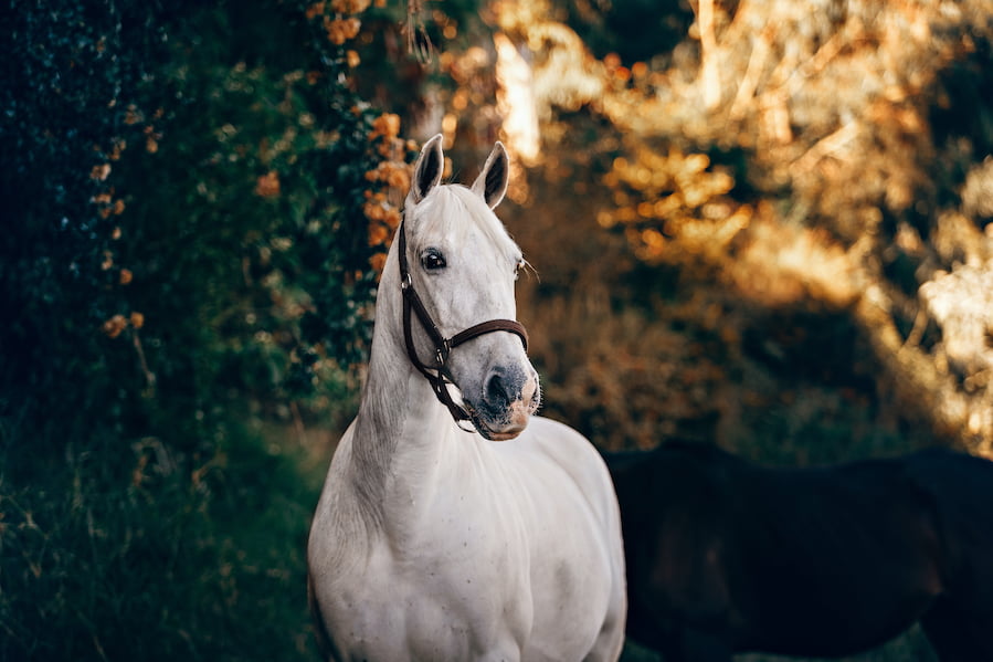 animales más listos