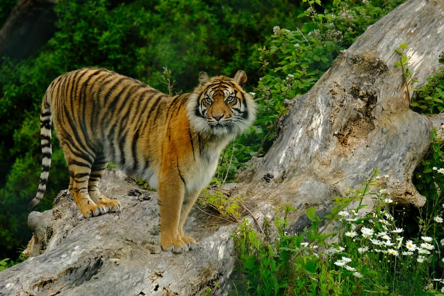 Tigre de Sumatra