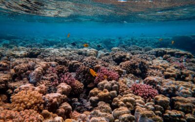 5 lugares donde ver los mejores arrecifes de coral del planeta