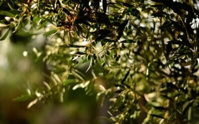 6 beneficios del aceite de oliva